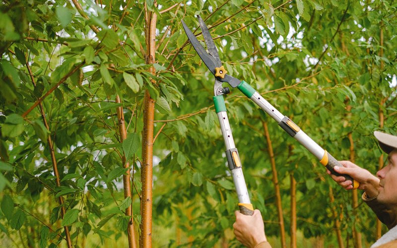 Tree trimming in Troy, MT